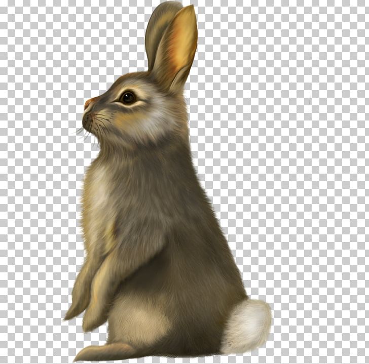 Rabbit YouTube PNG, Clipart, Animals, Brown Bunny, Bunny, Document, Domestic Rabbit Free PNG Download