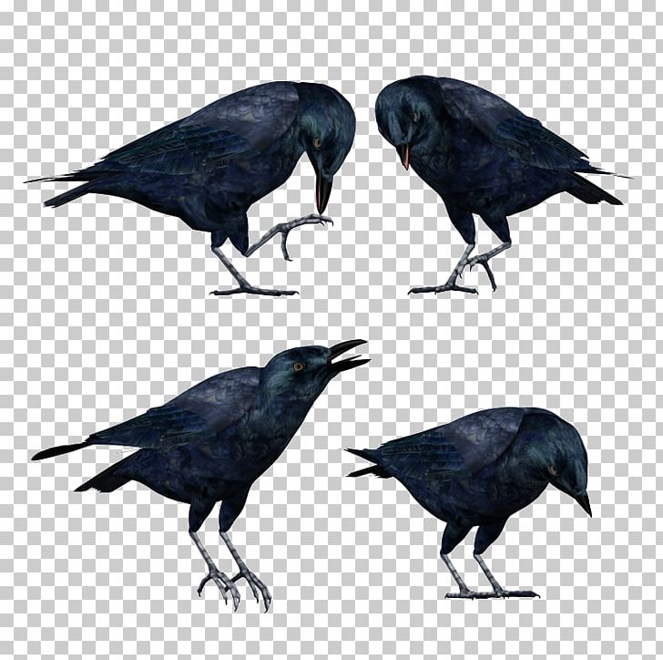 American Crow Rook New Caledonian Crow Stock Photography PNG