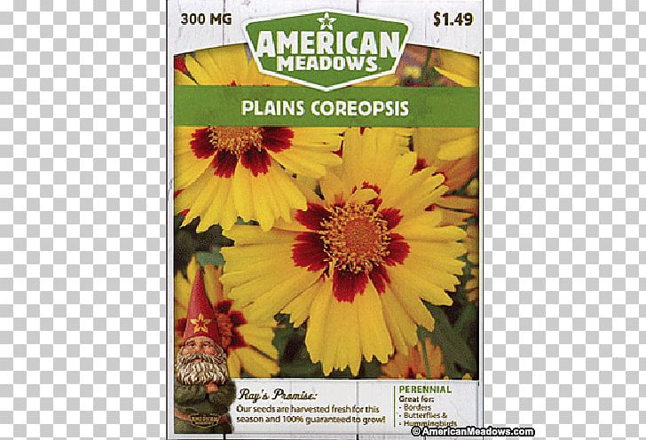 Chrysanthemum Sunflower Seed Sunflowers Meadow PNG, Clipart, Chrysanthemum, Chrysanths, Daisy Family, Flora, Flower Free PNG Download