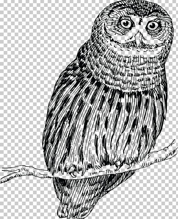 Little Owl Drawing PNG, Clipart, Animals, Barred Owl, Beak, Bird, Bird Of Prey Free PNG Download