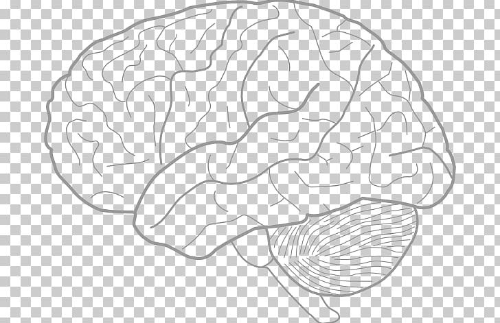 Outline Of The Human Brain Drawing PNG, Clipart, Anatomy, Area, Black And White, Brain, Brain Drawing Cliparts Free PNG Download