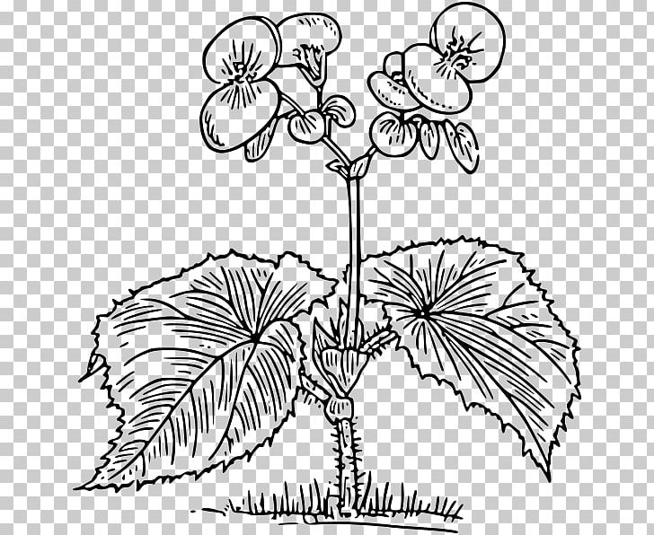 Growing Begonias Coloring Book Tuberous Begonias Elatior Begonia PNG, Clipart, Area, Artwork, Begonia, Black And White, Branch Free PNG Download