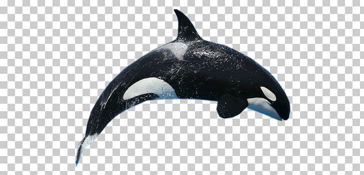 Whale PNG, Clipart, Whale Free PNG Download