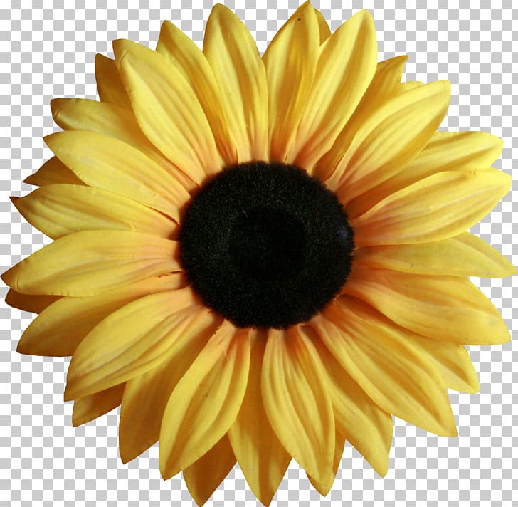 Flower Yellow Petal PNG, Clipart, Bud, Closeup, Computer Icons, Daisy Family, Download Free PNG Download