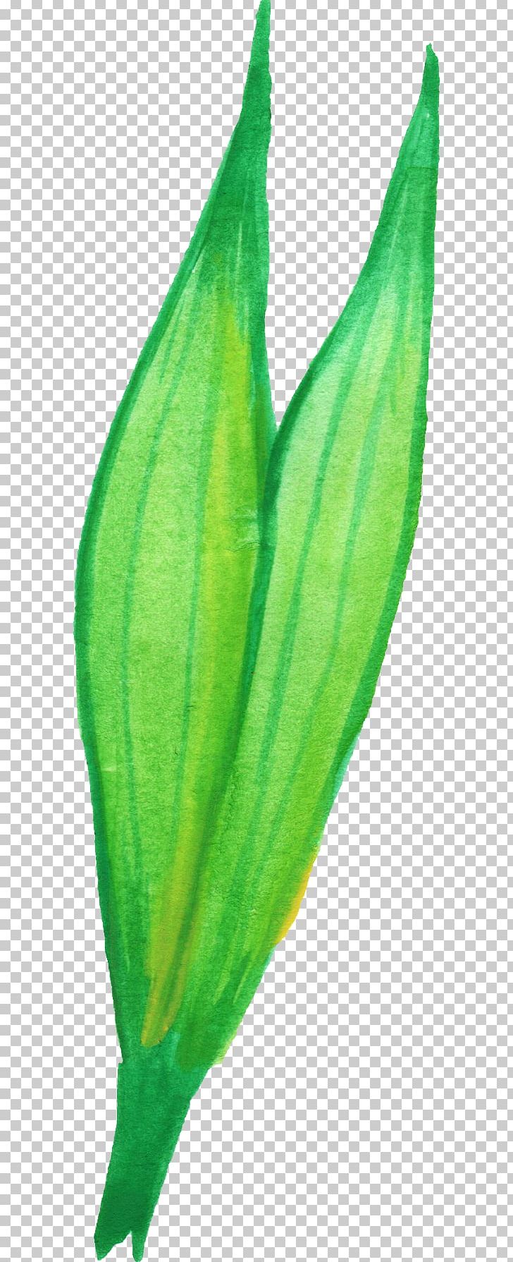 Leaf Plant Stem Flower PNG, Clipart, Arum, Com, Display Resolution, Download, Flower Free PNG Download