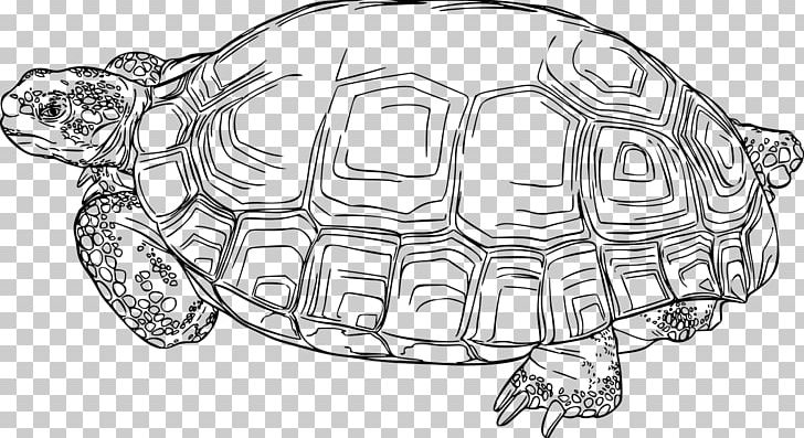 Tortoise Sea Turtle Reptile Box Turtles PNG, Clipart, Animal, Animals, Art, Artwork, Black And White Free PNG Download