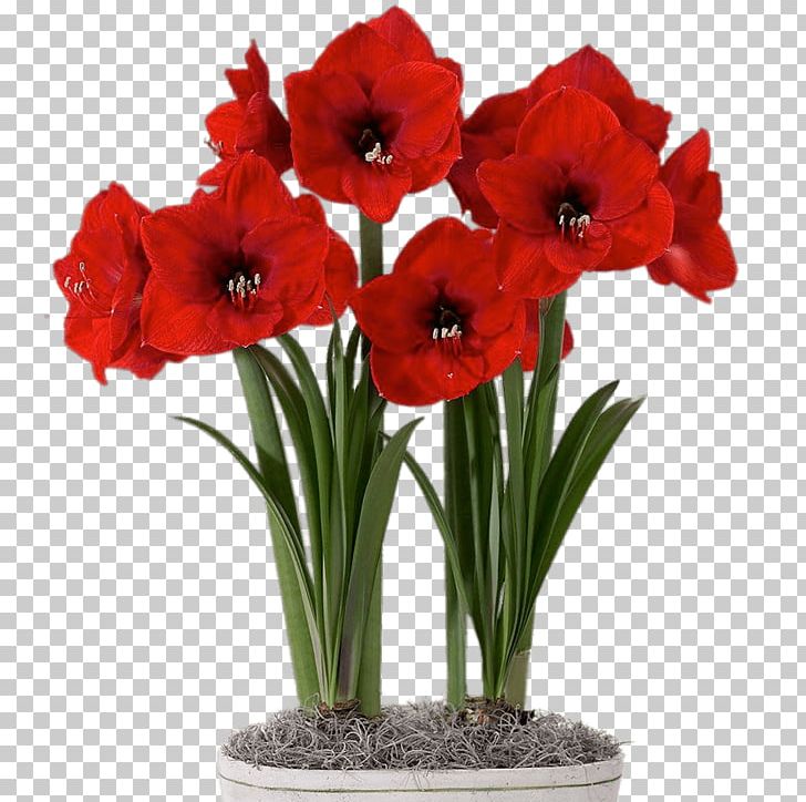 Amaryllis Bulb Flowerpot Houseplant PNG, Clipart, Amaryllis, Amaryllis Belladonna, Amaryllis Family, Bulb, Canna Free PNG Download