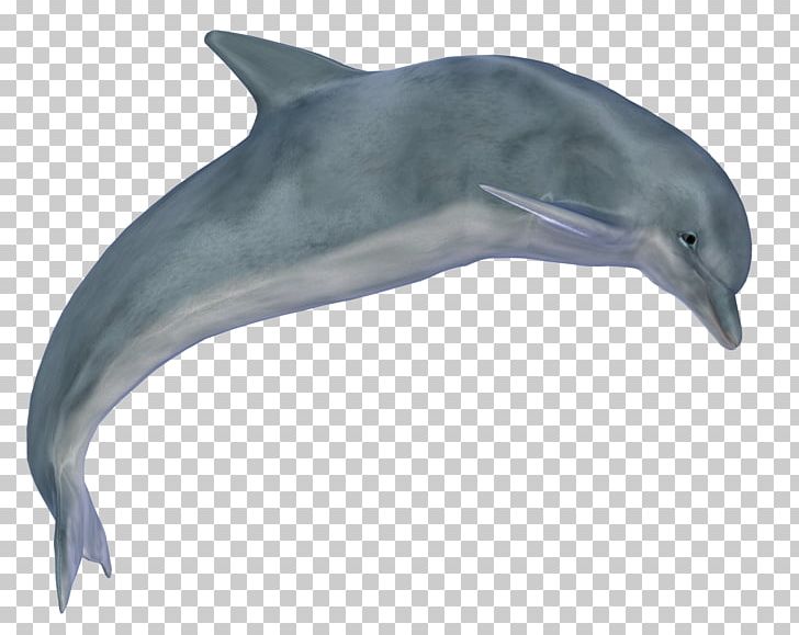 Dolphin Computer Icons PNG, Clipart, Animals, Beak, Common Bottlenose Dolphin, Computer Icons, Desktop Wallpaper Free PNG Download