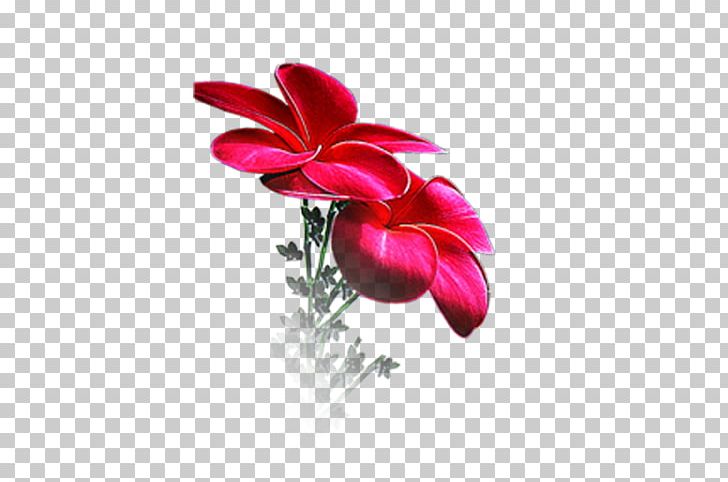 Flower Petal Floral Design Desktop PNG, Clipart, Cut Flowers, Desktop Wallpaper, Flora, Floral Design, Flower Free PNG Download