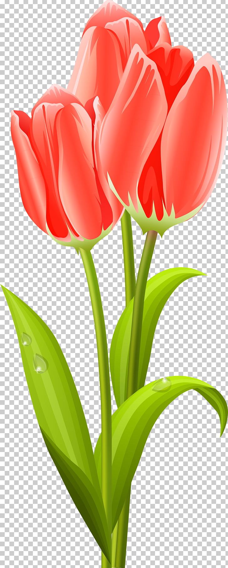Tulip Flower Bouquet PNG, Clipart, Beautiful, Bud, Cut Flowers, Floral Design, Floristry Free PNG Download