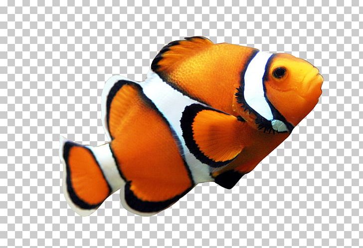 Angelfish Maroon Clownfish PNG, Clipart, Aquarium Fish, Art, Clown, Clownfish, Drawing Free PNG Download