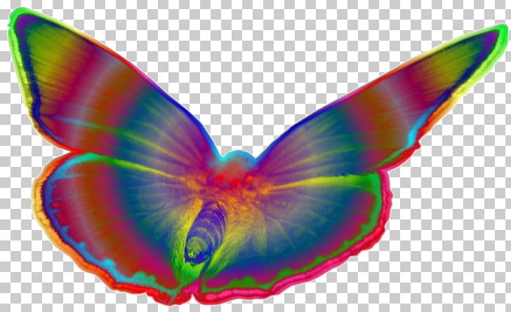 Butterflies And Moths Drawing Pop Art PNG, Clipart, Art, Bunte, Butterflies And Moths, Butterfly, Color Free PNG Download