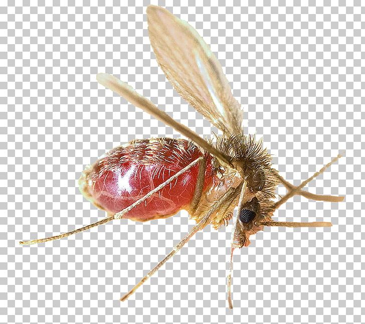 Mosquito Lutzomyia Sandfly Leishmaniasis Carrion's Disease PNG, Clipart, Leishmaniasis, Lutzomyia, Mosquito Borne Disease, Sandfly Free PNG Download