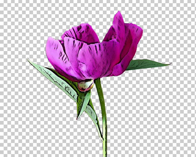 Flower Petal Violet Purple Plant PNG, Clipart, Cut Flowers, Flower, Lisianthus, Magenta, Petal Free PNG Download