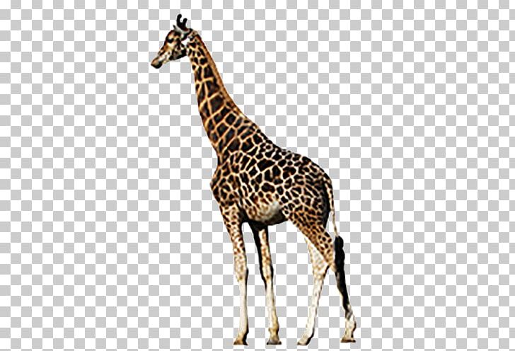 Giraffe Horn Photography PNG, Clipart, Animal, Animal Figure, Animals, Digital Cameras, Download Free PNG Download