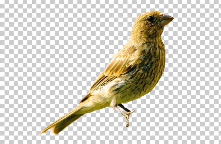 House Finch House Sparrow American Sparrows Common Nightingale PNG, Clipart, American Sparrow, Animals, Beak, Bird, Birdie Free PNG Download