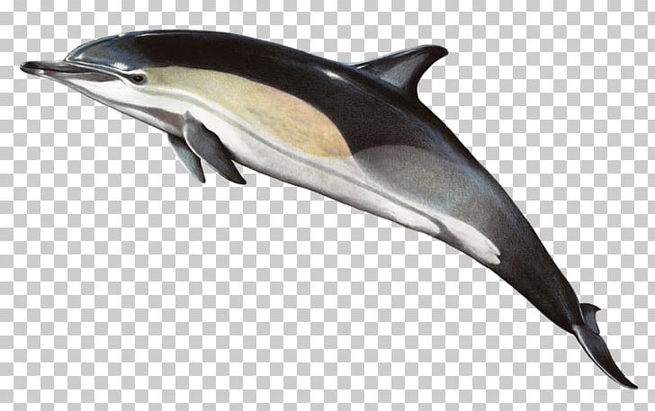 Short-beaked Common Dolphin Common Bottlenose Dolphin Striped Dolphin Rough-toothed Dolphin PNG, Clipart, Animals, Beak, Cetacea, Fauna, Mammal Free PNG Download