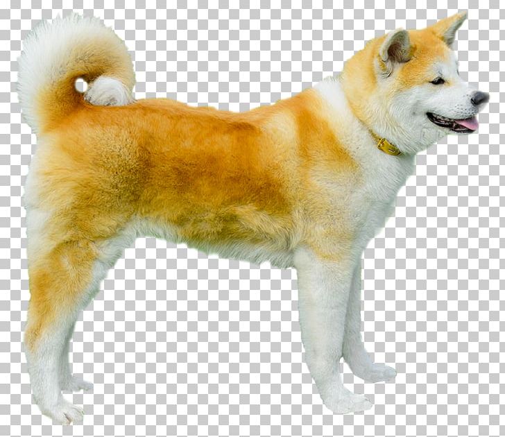 Akita Shikoku Dog Icelandic Sheepdog Canaan Dog Sakhalin Husky PNG, Clipart, Akita Inu, Ancient Dog Breeds, Carnivoran, Companion Dog, Dog Free PNG Download