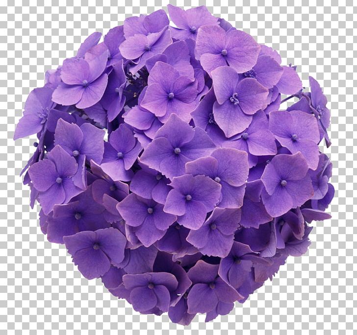 French Hydrangea Flower Purple Color Floral Design PNG, Clipart, Blue, Color, Cornales, Cut Flowers, Floral Design Free PNG Download