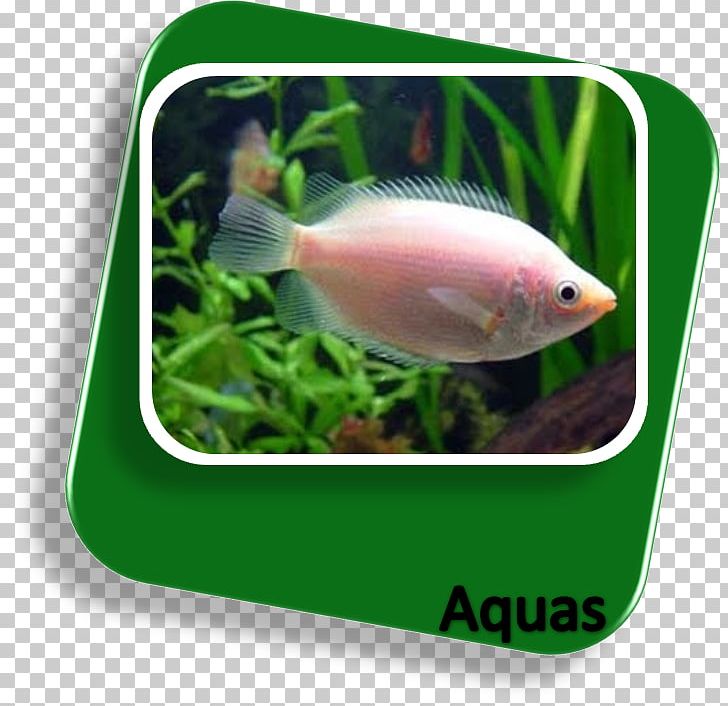 Goldfish Siamese Fighting Fish Kissing Gourami Aquariums PNG, Clipart, 8 A, 30 Cm, Animals, Aquario, Aquarium Free PNG Download