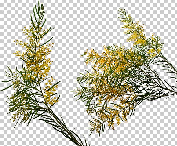 Flower Encapsulated PostScript PNG, Clipart, Branch, Color, Computer Icons, Conifer, Cypress Family Free PNG Download