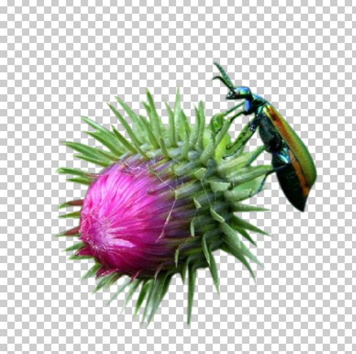 Milk Thistle Insect PNG, Clipart, Bud, Buds, Download, Encapsulated Postscript, Euclidean Vector Free PNG Download