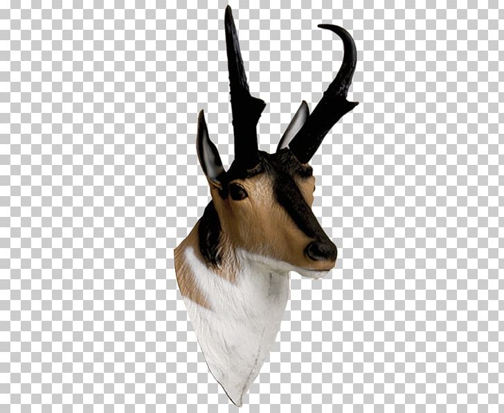 Springbok Antelope Pronghorn Impala Archery PNG, Clipart, Animals, Antelope, Antler, Archery, Cow Goat Family Free PNG Download