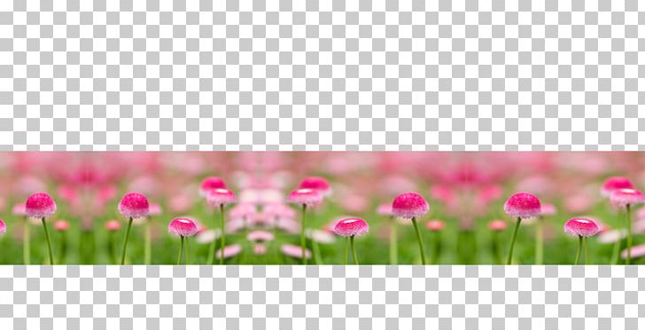 Tulip Pink M Petal Plant Stem PNG, Clipart, Field, Flower, Flowering Plant, Flowers, Geschenkegarten Free PNG Download