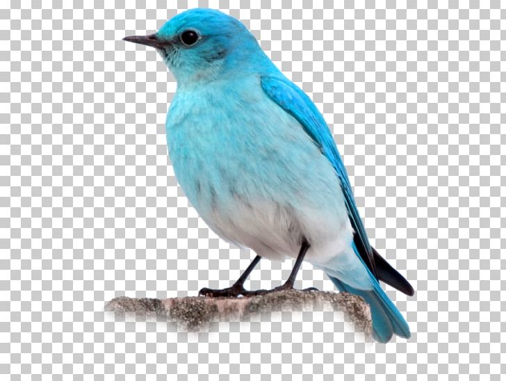 Bird Desktop PNG, Clipart, 30 Avenue Northeast, Animals, Beak, Bird, Bluebird Free PNG Download