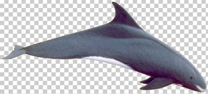 Common Bottlenose Dolphin Tucuxi Rough-toothed Dolphin Short-beaked Common Dolphin White-beaked Dolphin PNG, Clipart, Animals, Fauna, Mammal, Marine Biology, Marine Mammal Free PNG Download