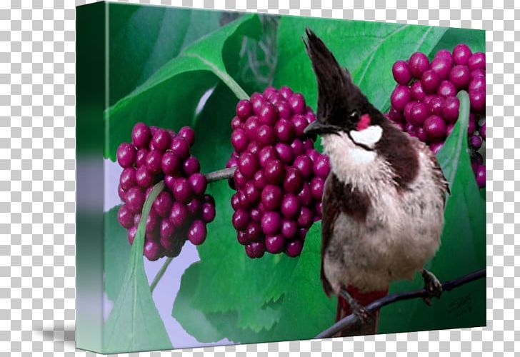 Fauna Beak PNG, Clipart, Beak, Berry, Bird, Fauna, Flora Free PNG Download
