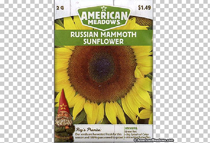 Sunflower Seed Sunflower M Sunflowers PNG, Clipart, Common Sunflower, Daisy Family, Flora, Flower, Flowering Plant Free PNG Download