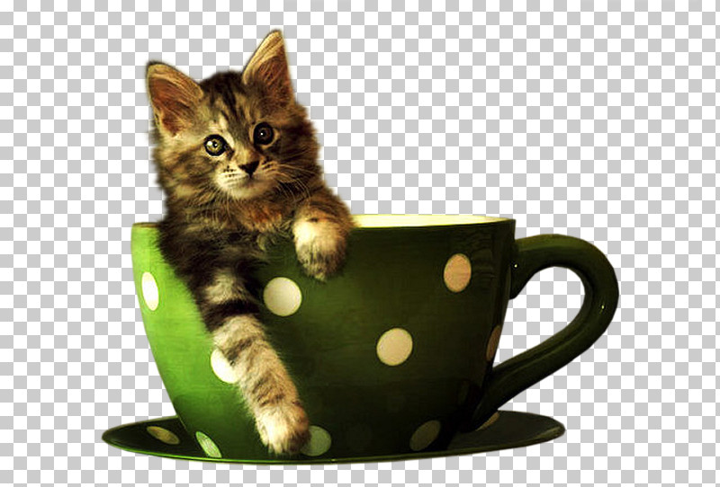 Coffee Cup PNG, Clipart, American Wirehair, Cat, Coffee Cup, Cup, Domestic Shorthaired Cat Free PNG Download