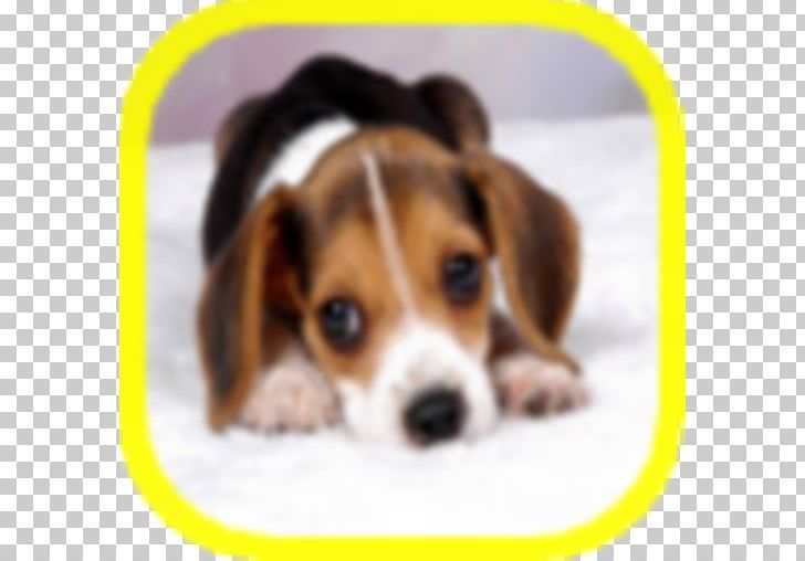 Beagle Puppy Borzoi Rottweiler Golden Retriever PNG, Clipart, Animal, Animals, Bulldog, Carnivoran, Child Free PNG Download