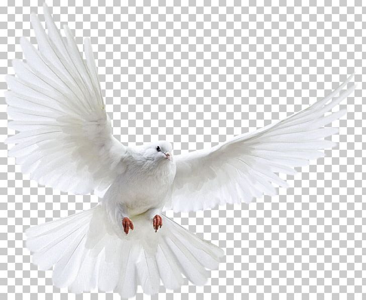Columbidae Bird Doves As Symbols PNG, Clipart, Animals, Beak, Bird, Columbidae, Desktop Wallpaper Free PNG Download