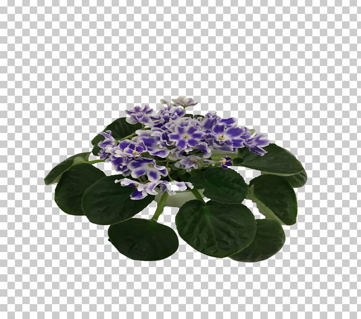 Hydrangea Flowerpot PNG, Clipart, African Violets, Cornales, Flower, Flowering Plant, Flowerpot Free PNG Download
