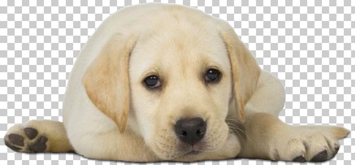 Labrador Retriever Puppy Dogs For Good Toy Poodle PNG, Clipart, Animal, Animal Repellent, Animals, Carnivoran, Cat Repeller Free PNG Download