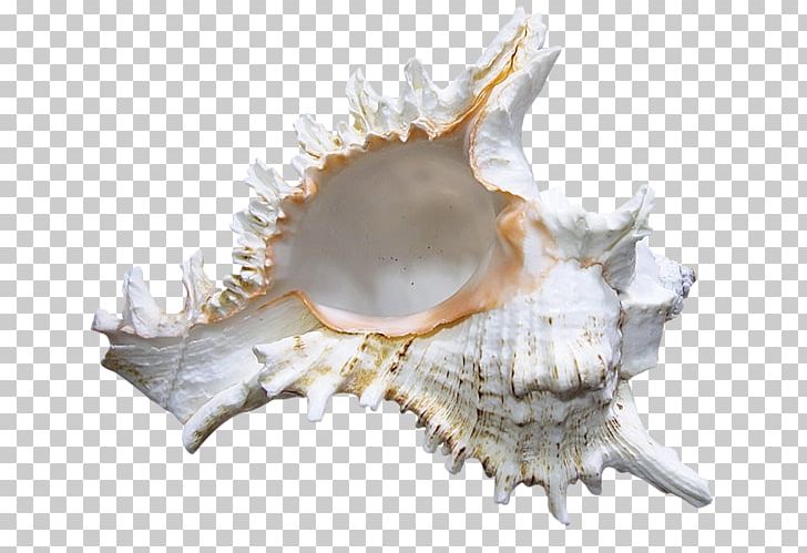 Seashell Shankha PNG, Clipart, Animals, Clip Art, Conch, Conchology, Digital Image Free PNG Download
