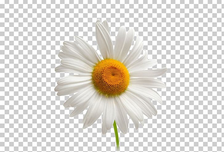 Camomile PNG, Clipart, Camomile Free PNG Download