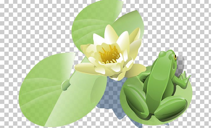 Frog Water Lilies PNG, Clipart, Drawing, Flora, Flower, Frog, Green Free PNG Download