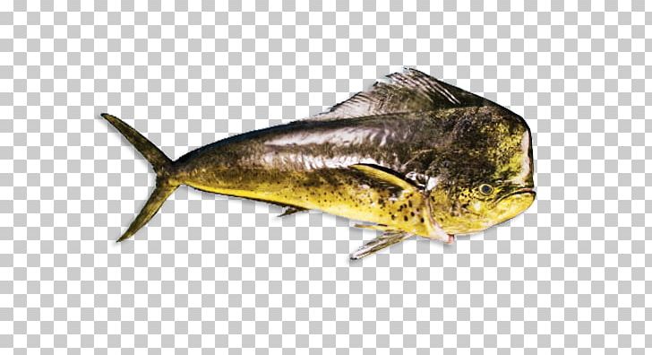 Sardine Mahi-mahi Oily Fish Escolar PNG, Clipart, Aquarium, Bony Fish, Common, Coryphaena, Dorado Free PNG Download