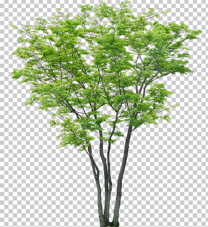 Tree Portable Network Graphics Adobe Photoshop .dwg PNG, Clipart, Autocad, Bombax Ceiba, Branch, Computeraided Design, Computer Software Free PNG Download