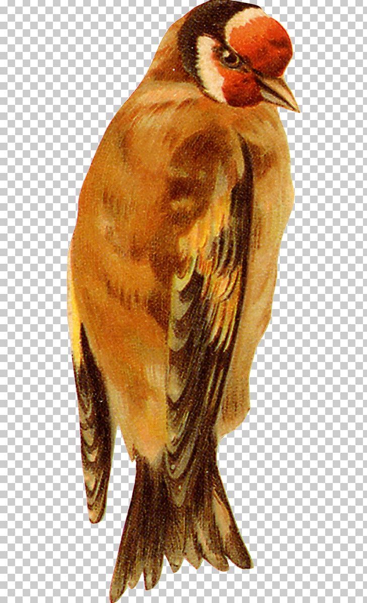 Bird Eurasian Tree Sparrow Owl PNG, Clipart, Animals, Beak, Bird, Bird Of Prey, Eagle Free PNG Download