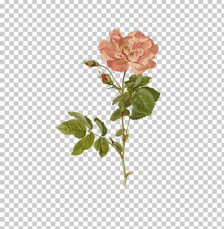 Garden Roses Daffodil Cabbage Rose Gottorfer Codex Flower PNG, Clipart, Cabbage Rose, Daffodil, Flower Flower, Garden Roses, Gottorfer Codex Free PNG Download