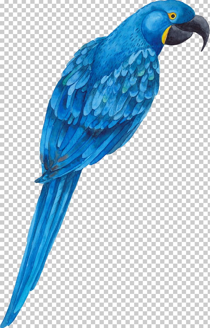 Parrot Bird PNG, Clipart, Animals, Aqua Blue, Beak, Blue, Blue Abstract Free PNG Download