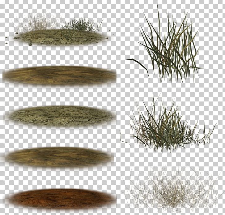Slideboom Grasses Plant PNG, Clipart, Grass, Grasses, Grass Family, Nature, Organism Free PNG Download
