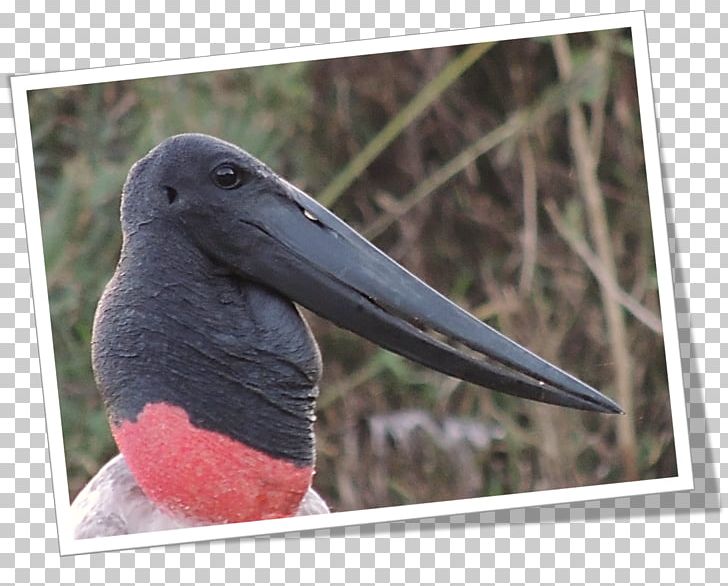Beak Fauna PNG, Clipart, Beak, Bird, Fauna, Hydrochoerus, Others Free PNG Download