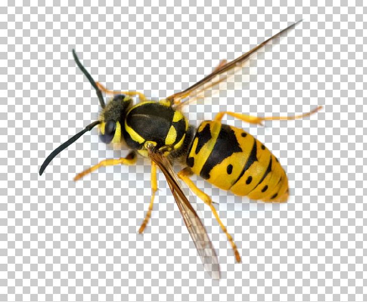 Hornet Characteristics Of Common Wasps And Bees Insect Vespula PNG, Clipart, Bee, Beehive, Bee Removal, Eastern Yellowjacket, Fly Free PNG Download