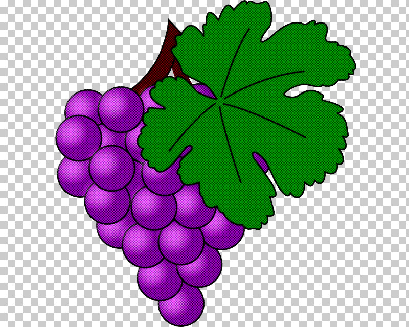 Grape Grape Leaves Leaf Grapevine Family Seedless Fruit PNG, Clipart, Flower, Grape, Grape Leaves, Grapevine Family, Leaf Free PNG Download