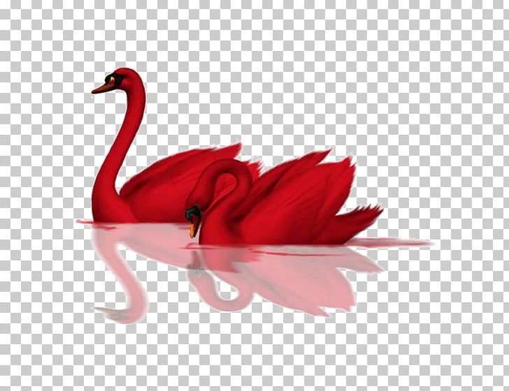 Cygnini Bird Red Goose Rose Blood PNG, Clipart, Animal, Animals, Beak, Bird, Black Swan Free PNG Download